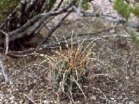 Glandulicactus uncinatus v. wrightii FA ex SB341 El Paso Co., Texas USA